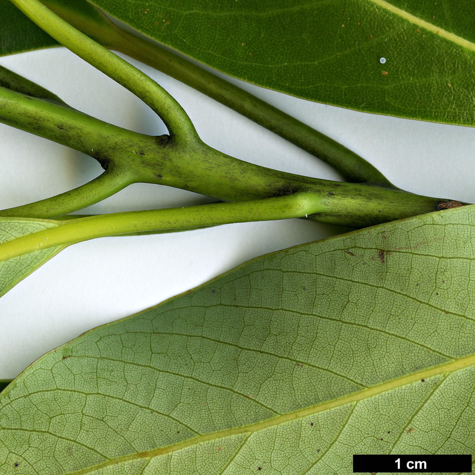 High resolution image: Family: Lauraceae - Genus: Machilus - Taxon: thunbergii 